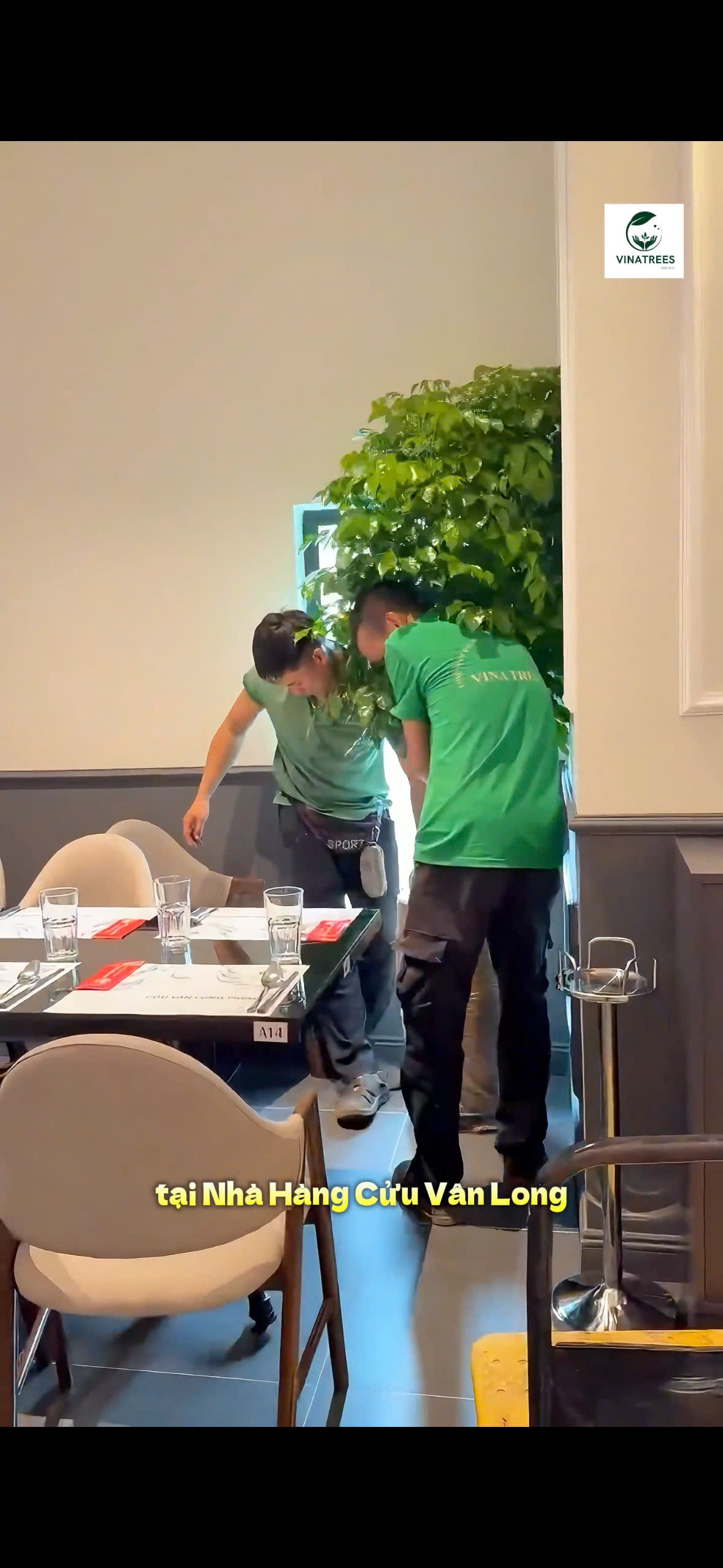 Nhân viên Vinatrees vận chuyển cây xanh cho khách hàng thuê cây